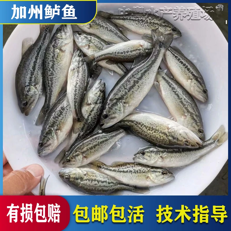 鲈鱼苗淡水批发加州鲈鱼大口黑鲈鱼鱼苗冷水优鲈三号活体观赏食用