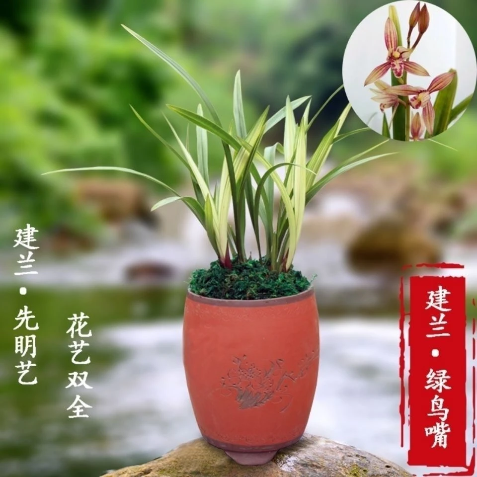 建兰绿鸟嘴先明艺红花兰花苗绿植盆栽花卉夏秋季开花清香型兰花