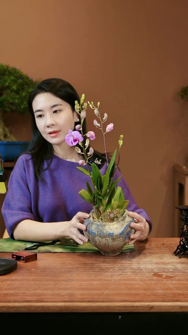【闪购商品】盆景甜梦泡泡