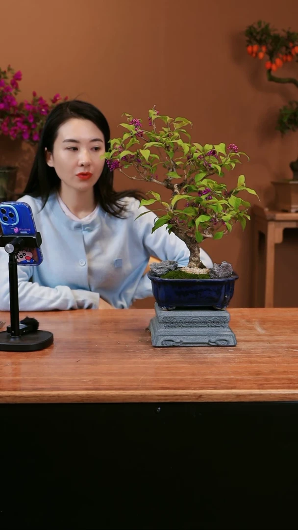 【闪购商品】盆景紫珠