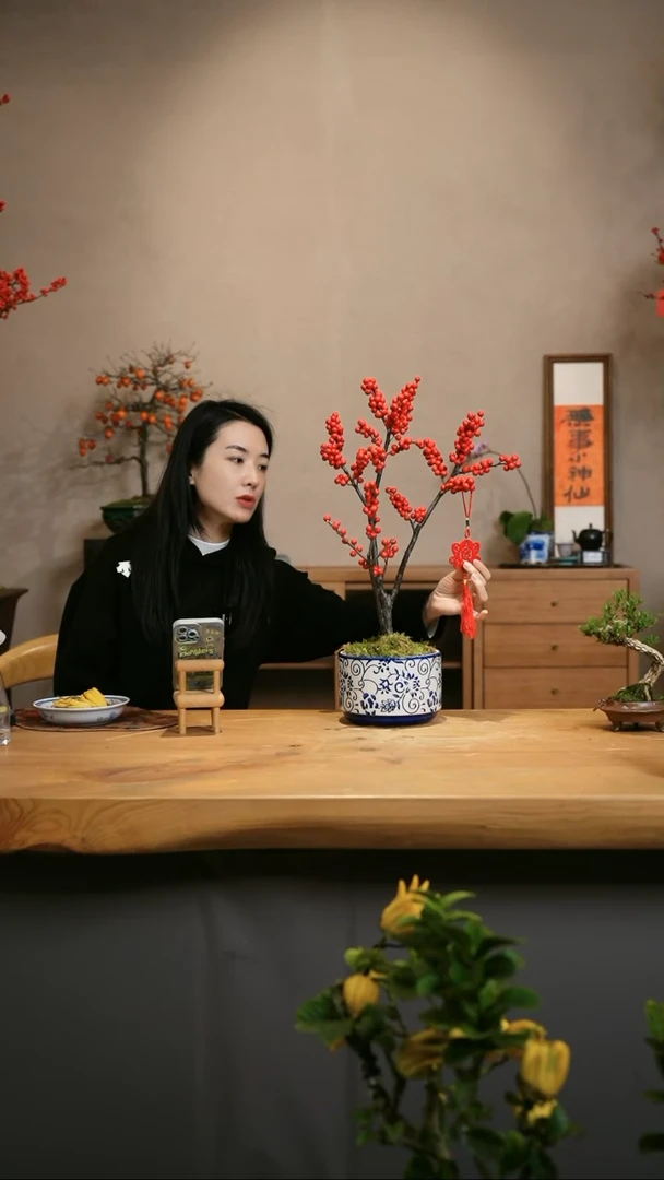 【闪购商品】北美冬青