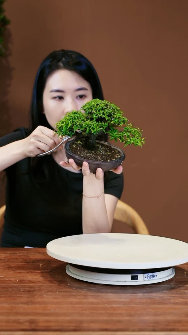 【闪购商品】盆景水茉莉