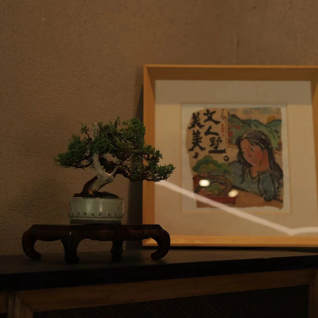 【美美精选】系鱼川真柏/舍利/精品盆景