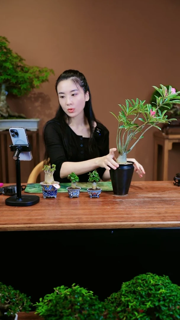 【闪购商品】盆景沙漠玫瑰