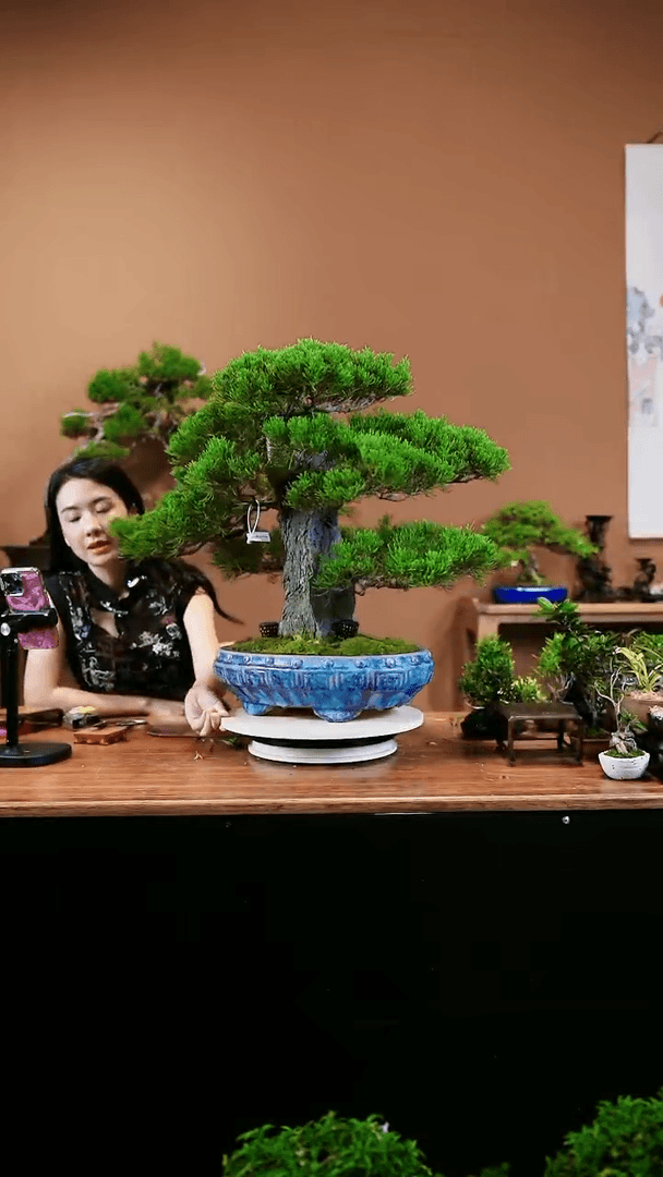 【闪购商品】台湾真柏