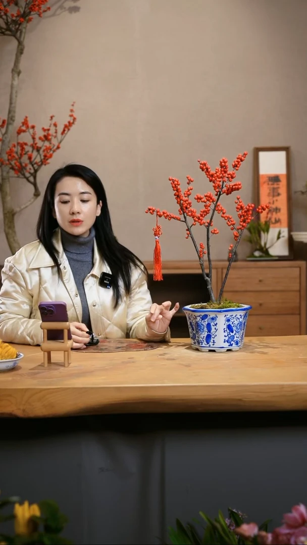 【闪购商品】北美冬青