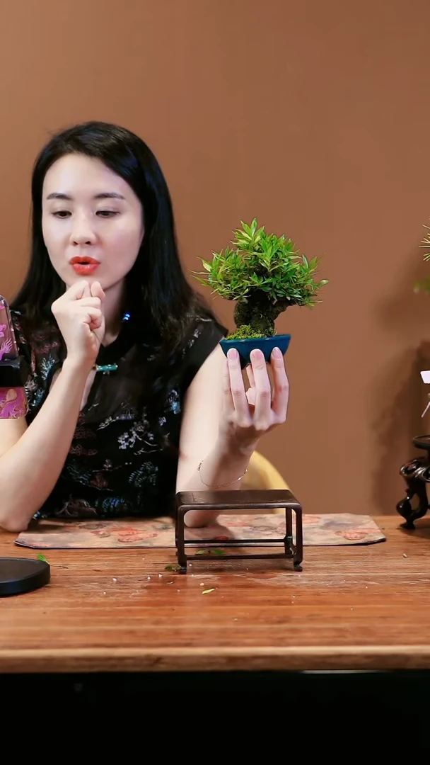 【闪购商品】栀子花