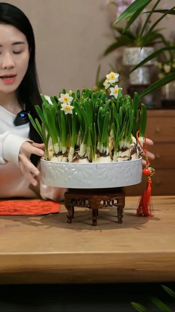【闪购商品】水仙花 白
