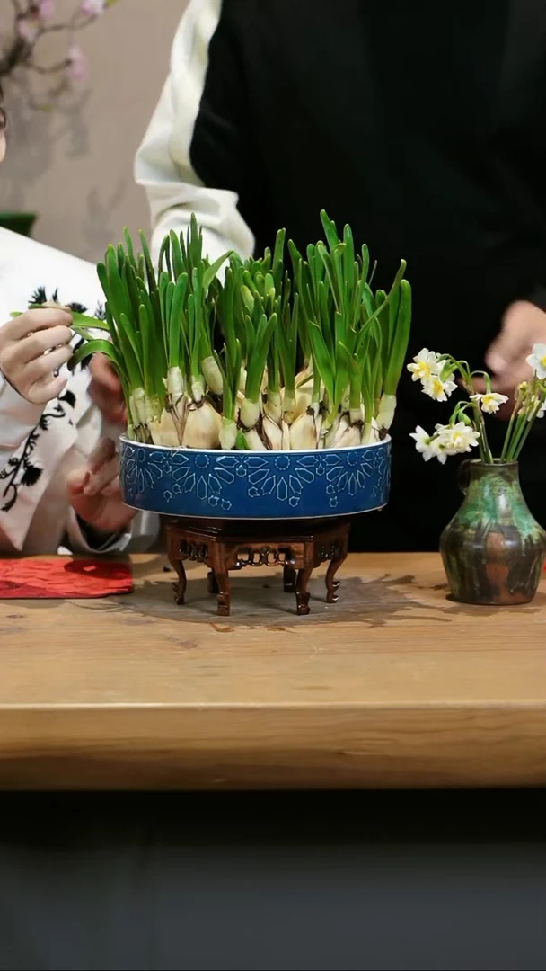 【闪购商品】水仙花 蓝