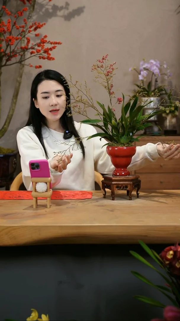 【闪购商品】红梦香 红