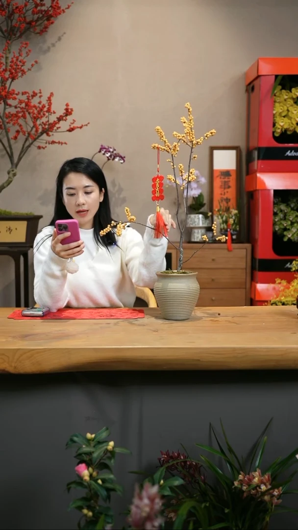 【闪购商品】北美冬青 黄