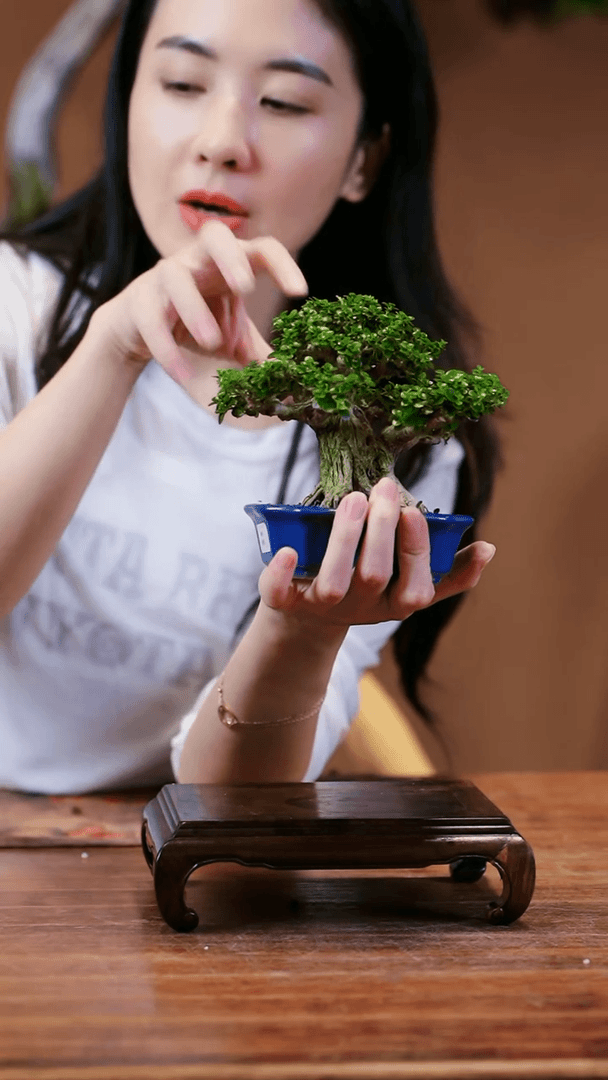 【闪购商品】寿娘子