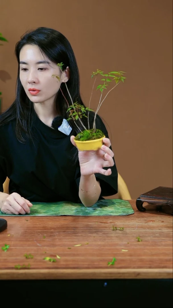 【闪购商品】盆景槭树