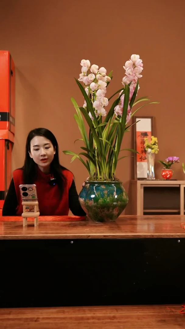 【闪购商品】粉色蕙兰 绿