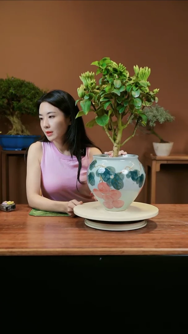 【闪购商品】盆景佛手