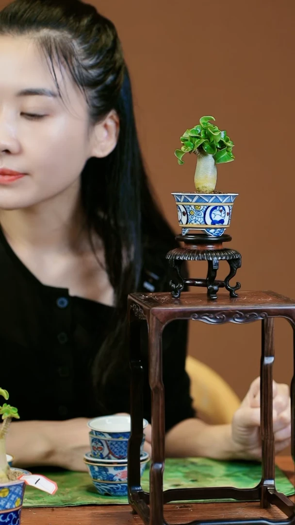 【闪购商品】盆景沙漠玫瑰