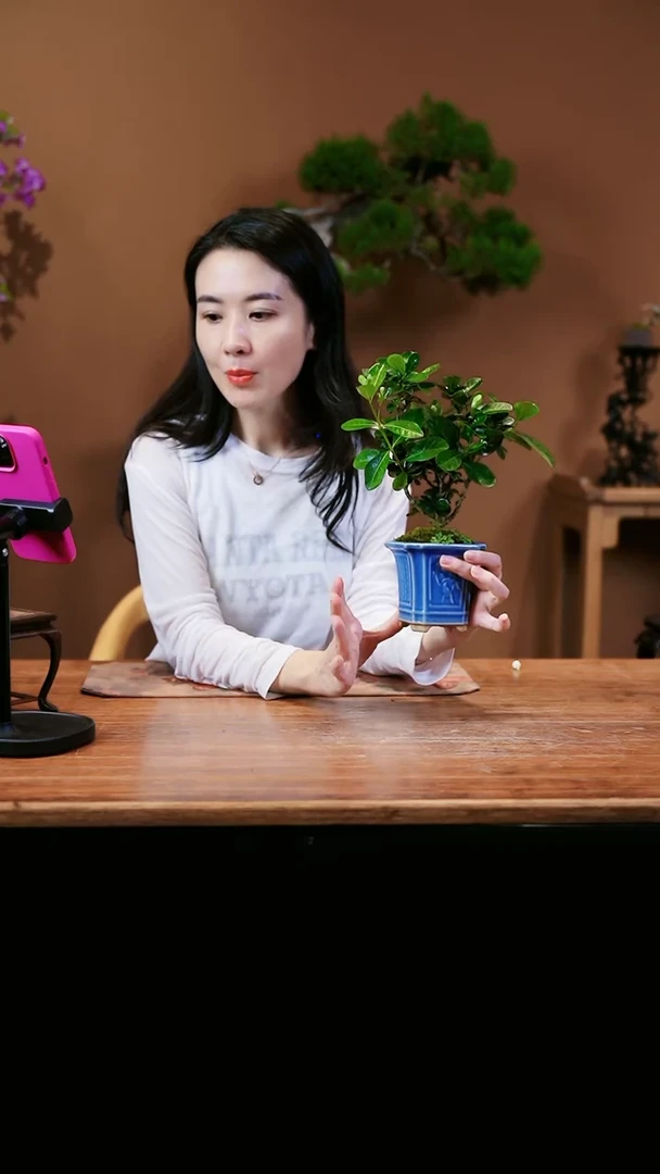 【闪购商品】栀子花