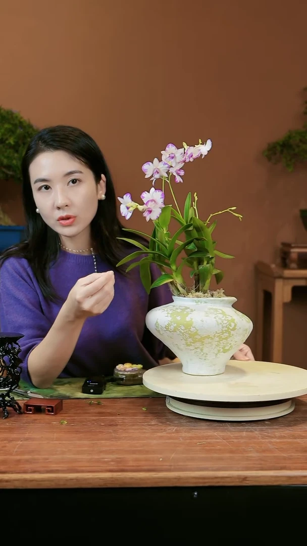 【闪购商品】盆景泼墨石斛兰