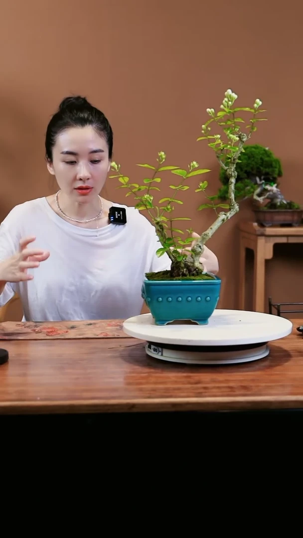 【闪购商品】茉莉花