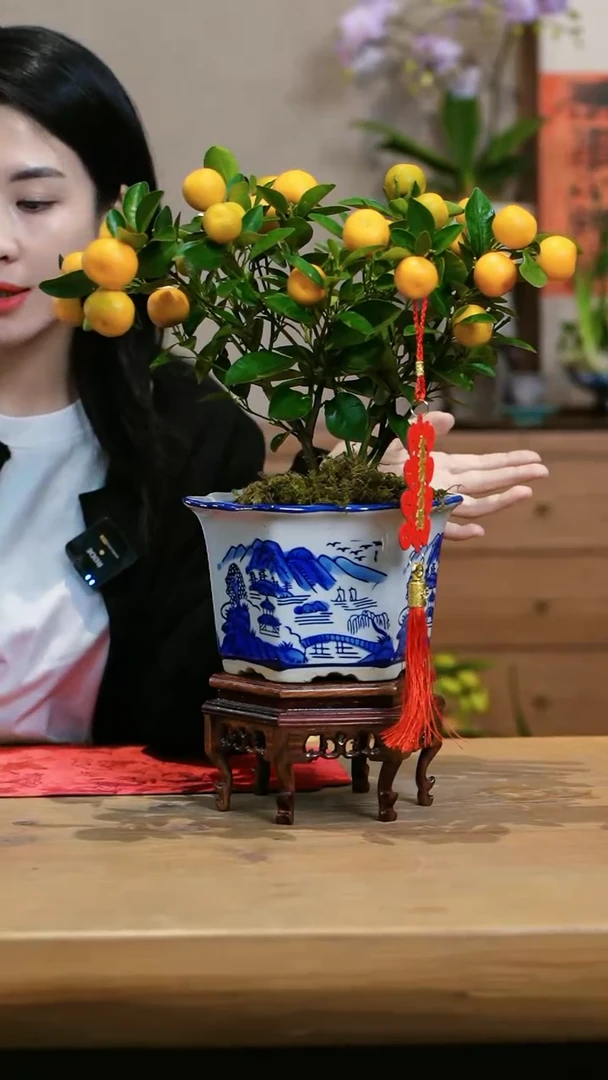 【闪购商品】小金桔 青花