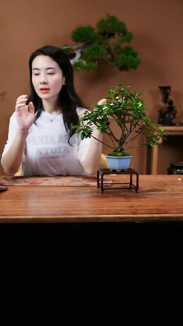 【闪购商品】栀子花