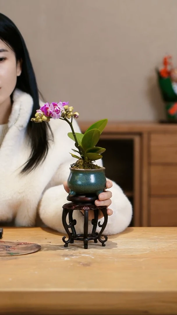 【闪购商品】小蝴蝶兰