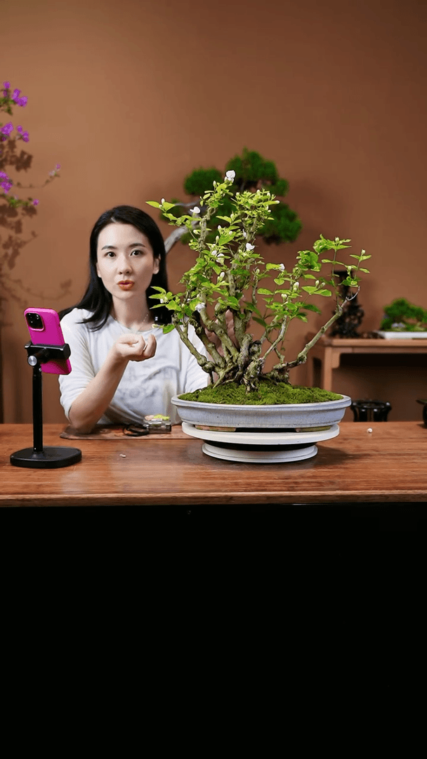 【闪购商品】茉莉花