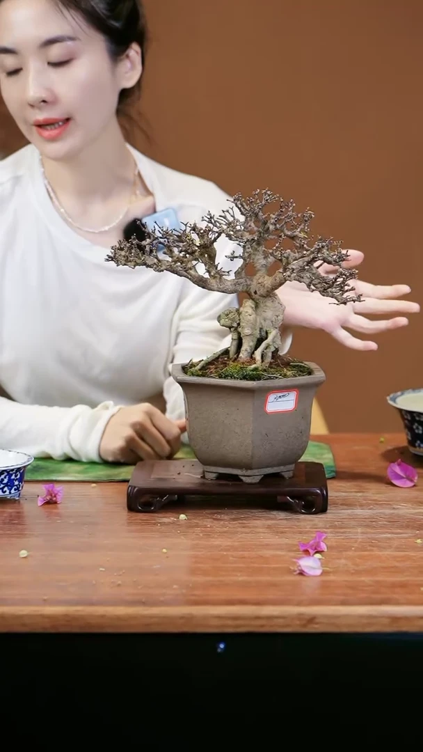 【闪购商品】盆景香水茉莉