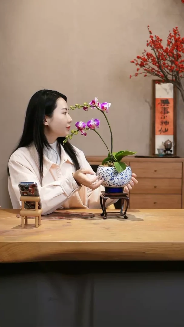 【闪购商品】蝴蝶兰 天堂鸟 青花瓷
