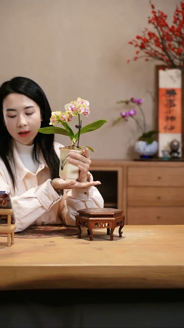 【闪购商品】蝴蝶兰 小橘子 黄