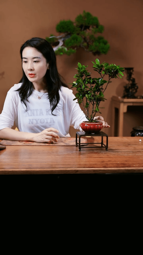 【闪购商品】栀子花