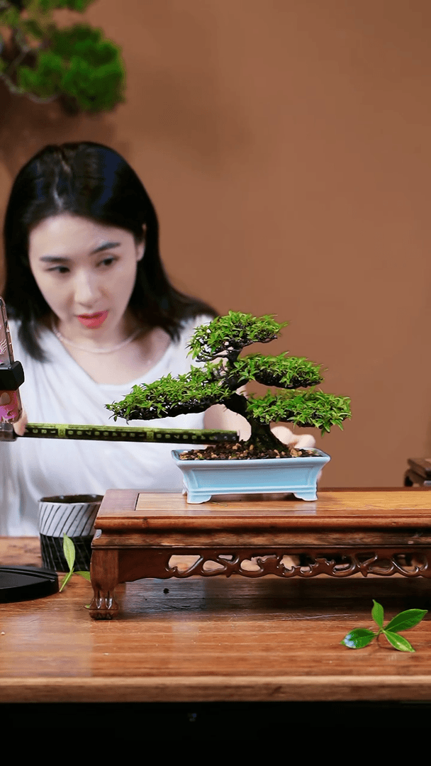 【闪购商品】水茉莉