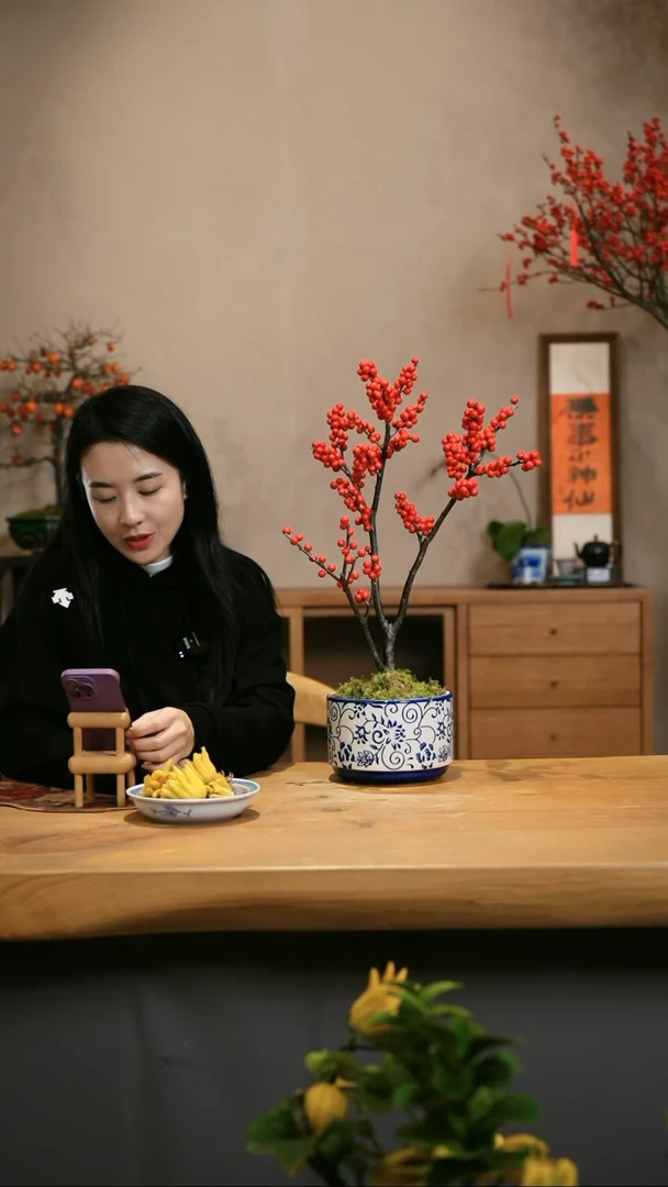 【闪购商品】北美冬青