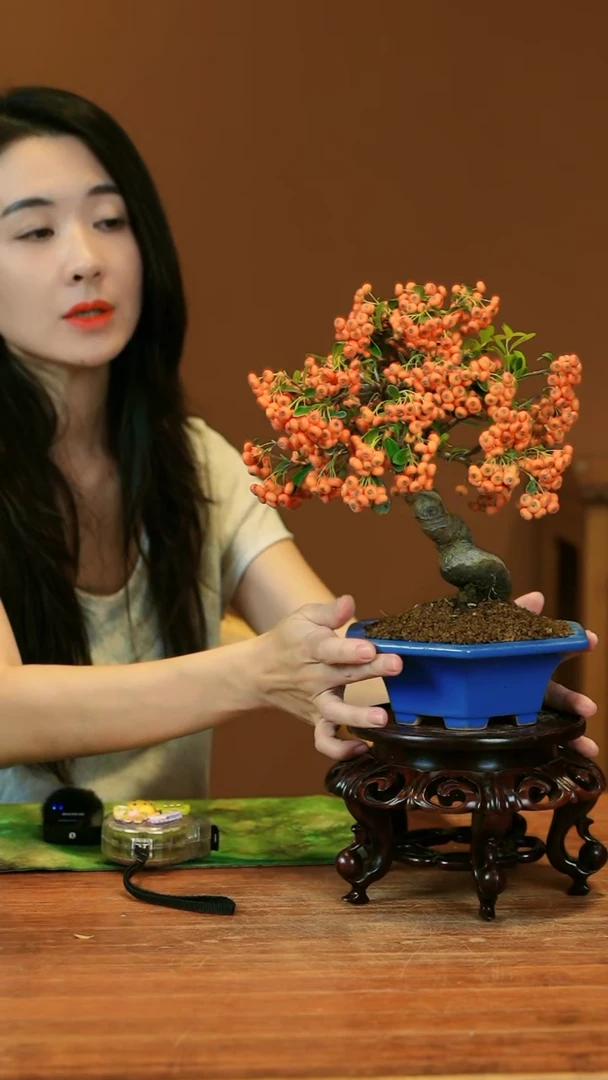 【闪购商品】盆景火棘