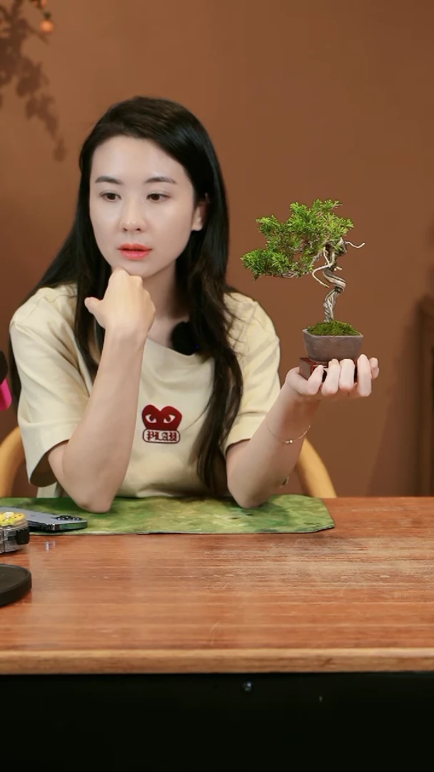 【闪购商品】盆景系鱼川真柏