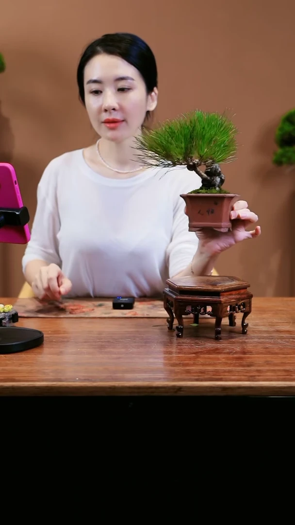【闪购商品】小黑松