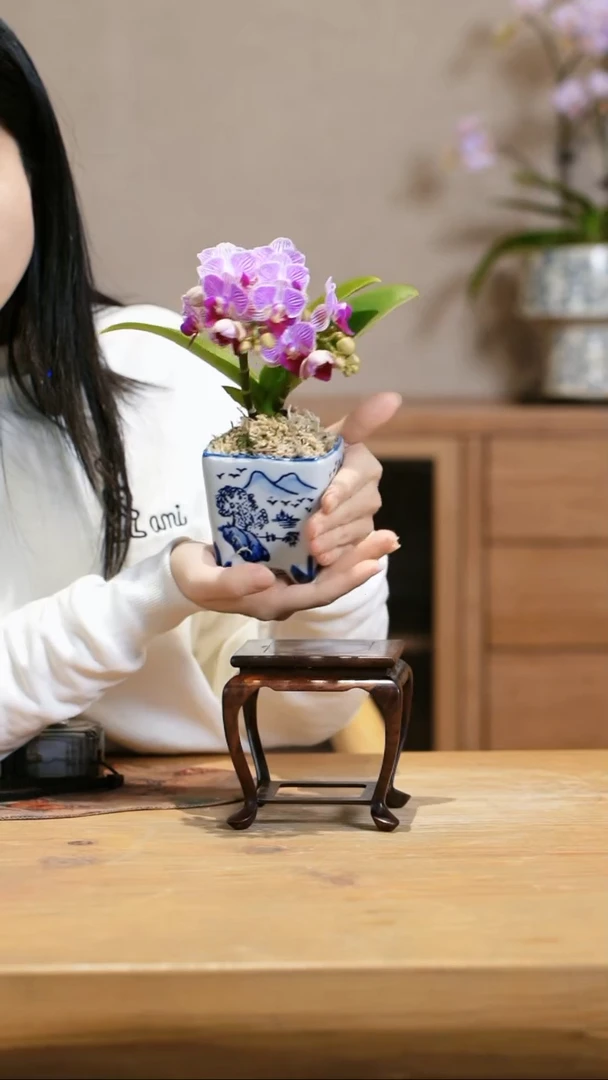 【闪购商品】小美人蝴蝶兰