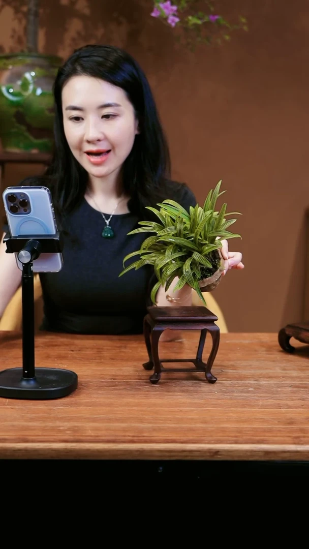 【闪购商品】盆景缟麦穗