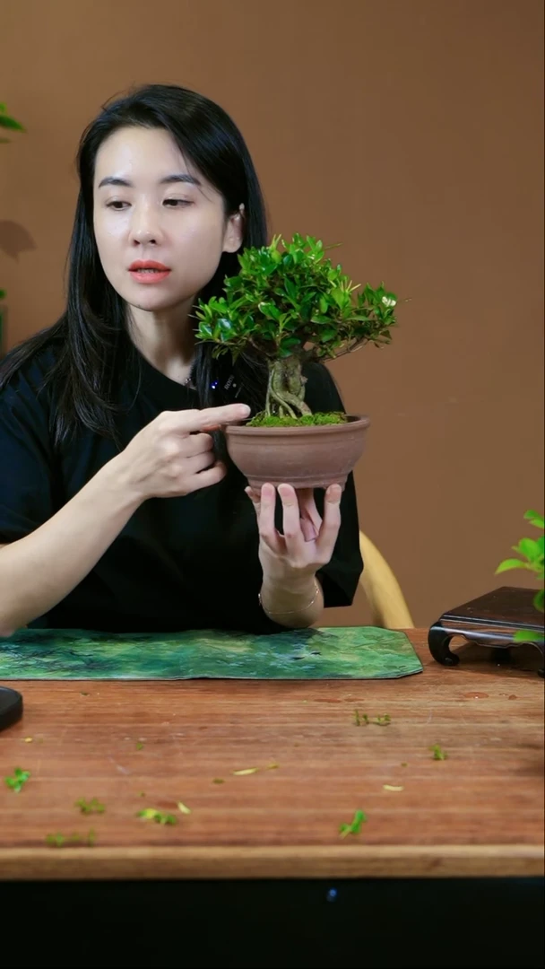 【闪购商品】盆景栀子花