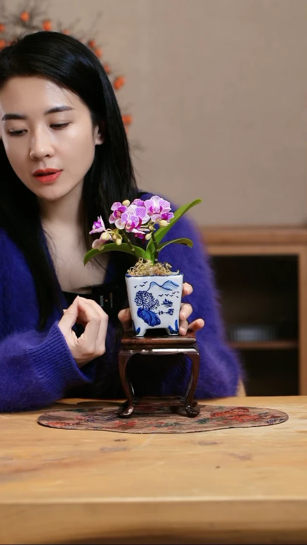 【闪购商品】小美人蝴蝶兰