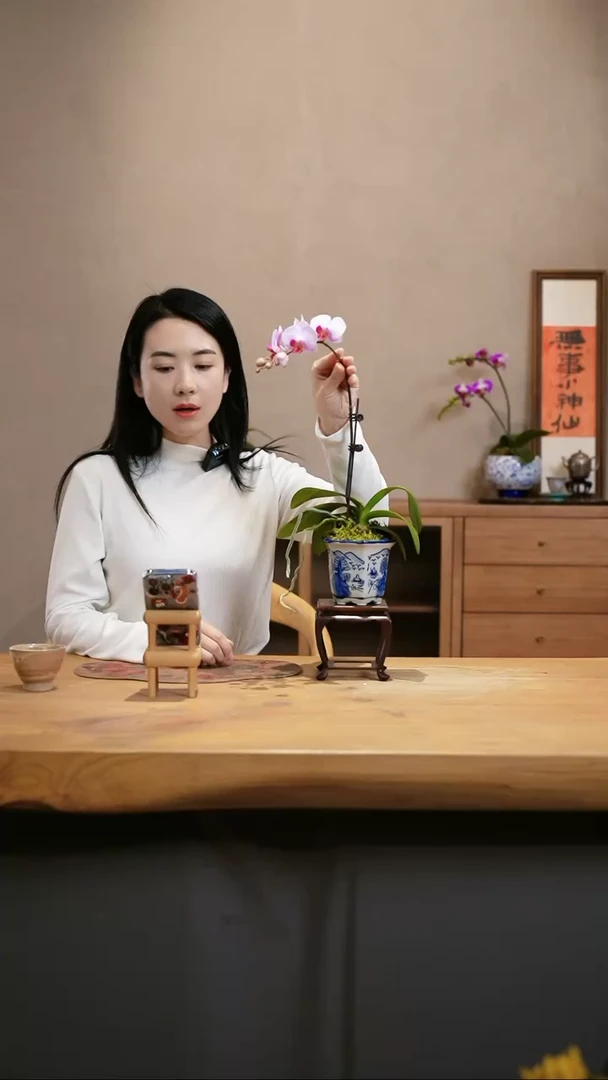 【闪购商品】蝴蝶兰 粉红星星