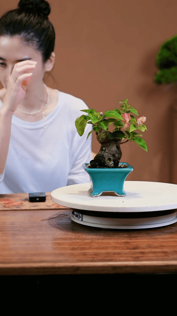 【闪购商品】三角梅
