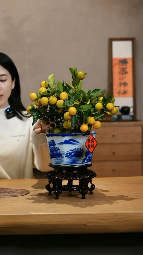 【闪购商品】小金桔