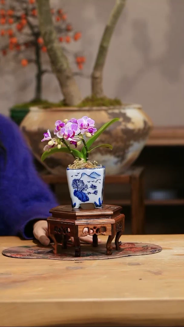 【闪购商品】小美人蝴蝶兰