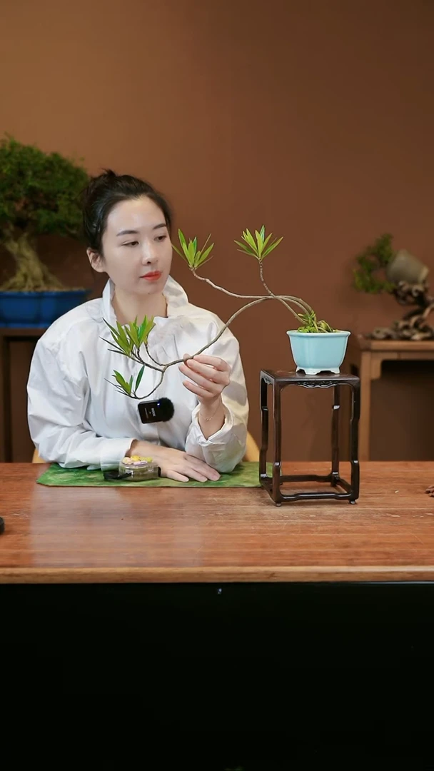 【闪购商品】盆景栀子花