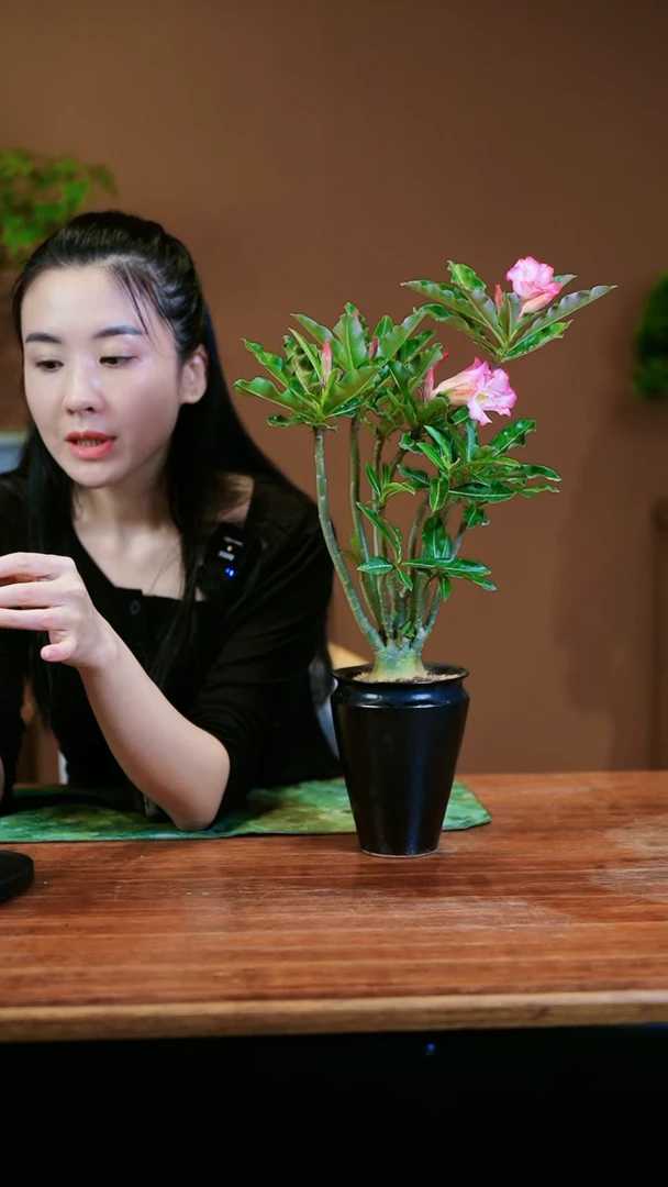 【闪购商品】盆景沙漠玫瑰