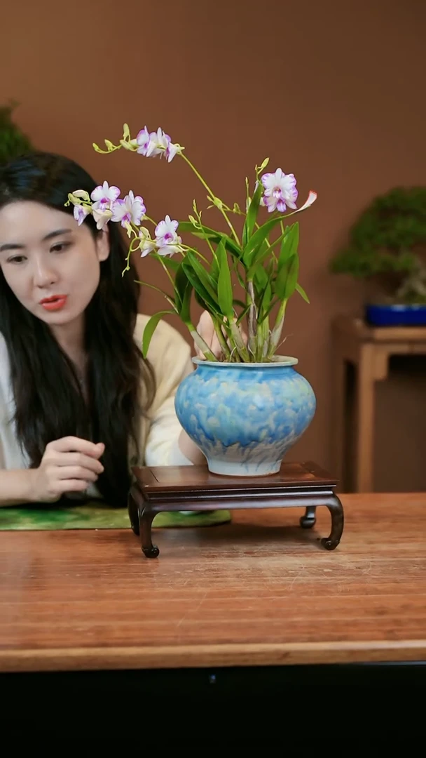 【闪购商品】盆景泼墨石斛兰