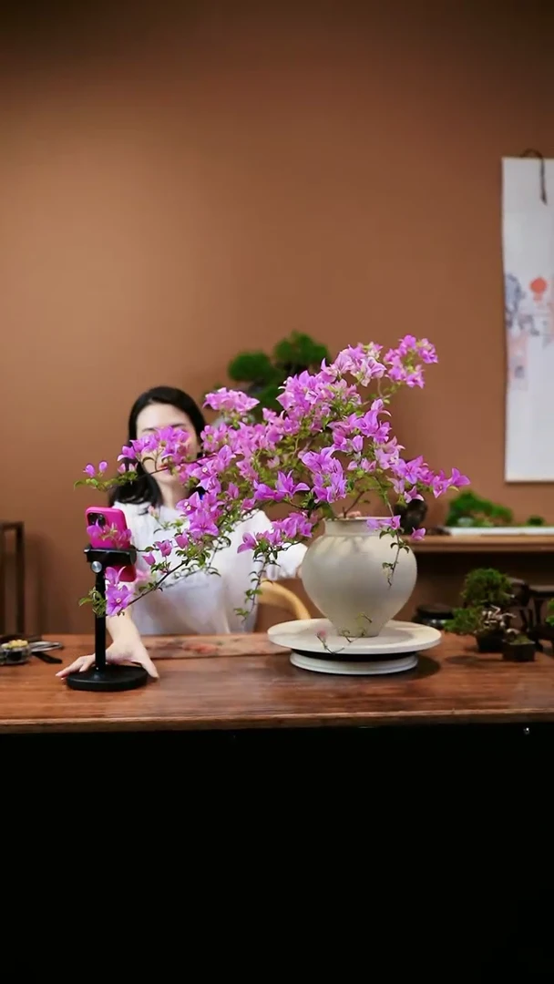 【闪购商品】三角梅