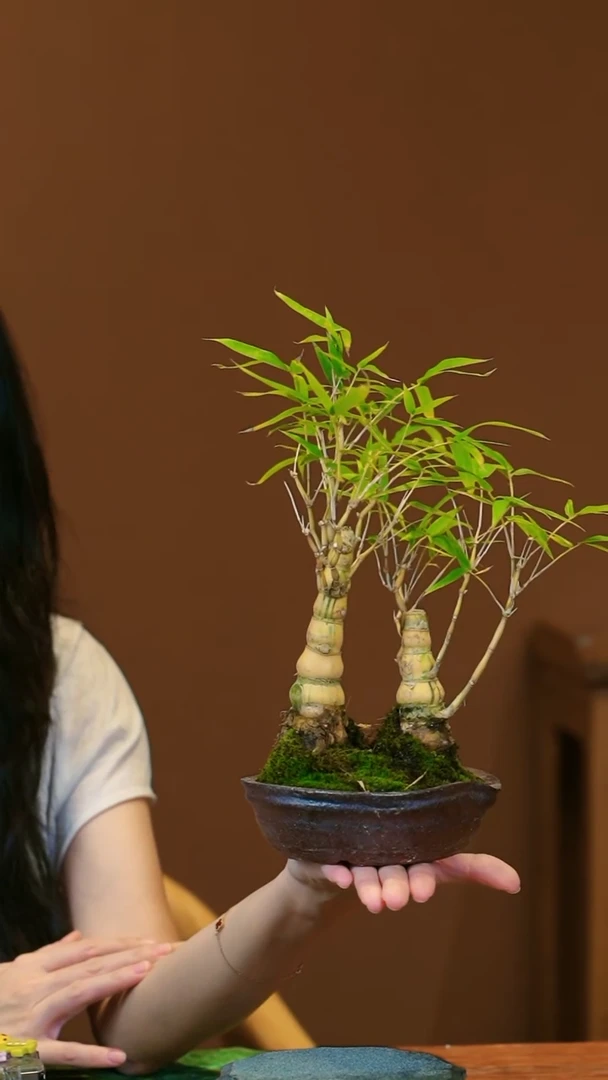 【闪购商品】盆景佛肚竹