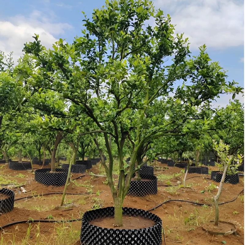 高产无籽沙糖桔苗阳台盆栽金桔树庭院地栽脆皮金桔果树南北方耐寒